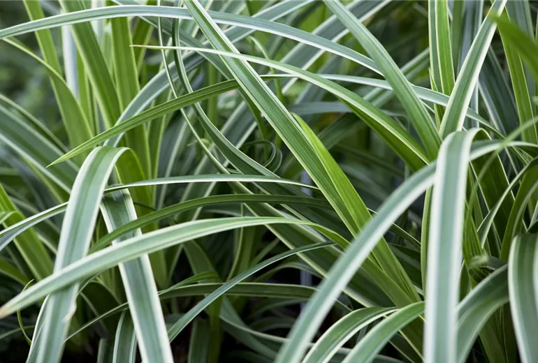 Winterharte Gr Ser F R Den Garten Sind Vielseitig Einsetzbar Bauer