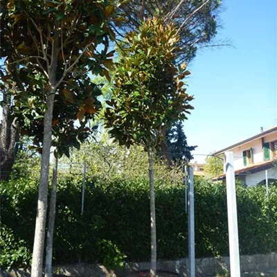 Hochstamm im Container Stammumfang 12 - 14cm - Grossblütige Magnolie - Magnolia grandiflora