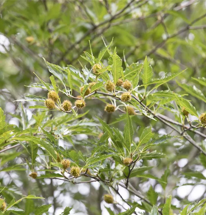 Farnblättrige Buche - Fagus sylvatica 'Aspleniifolia'
