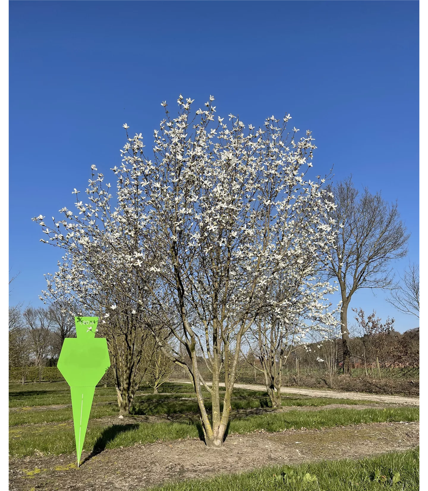 Magnolia kobus Schirmform