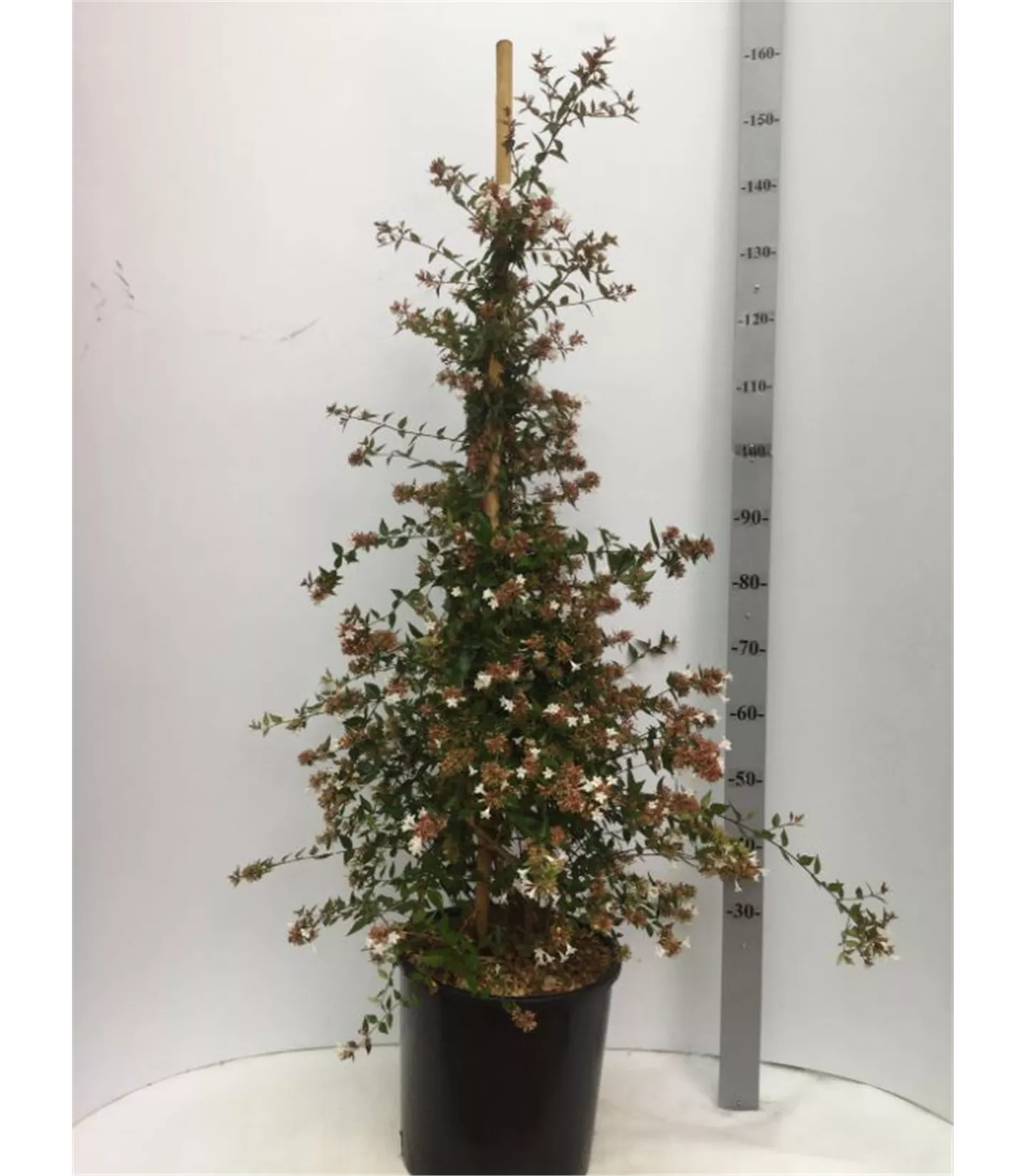 Abelia grandiflora (x)