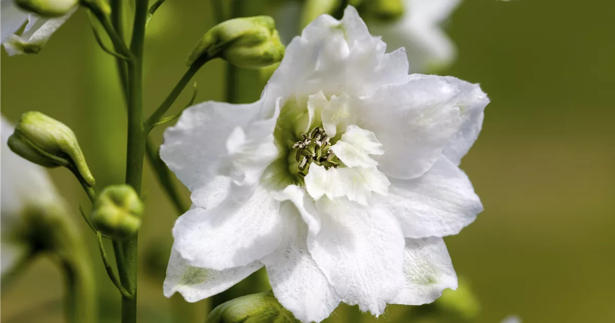 Delphinium Pacific Gruppe Galahad Pacific Garten Rittersporn Galahad