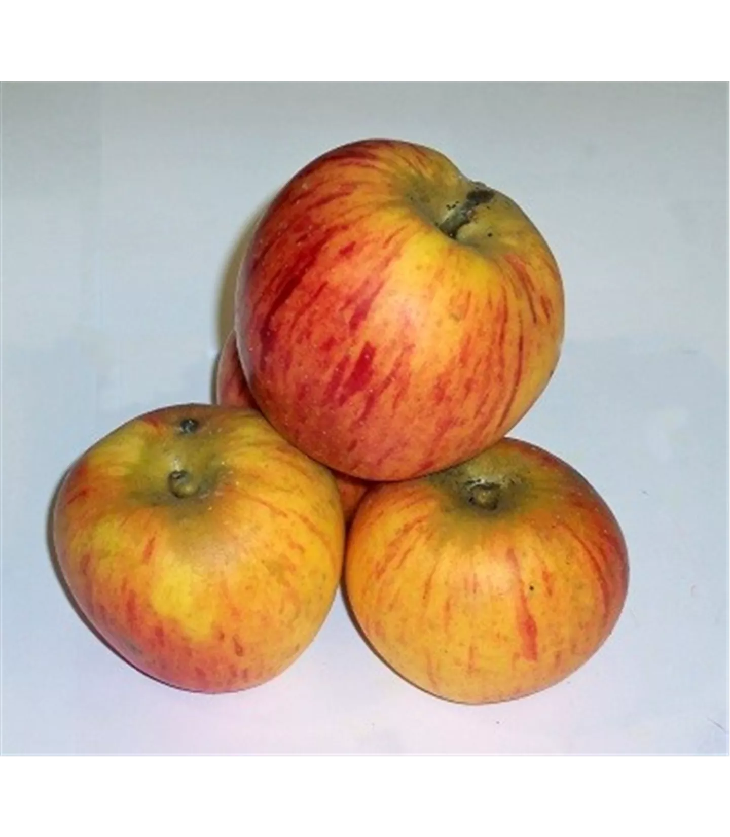 Malus (Apfel) 'Goldparmäne'