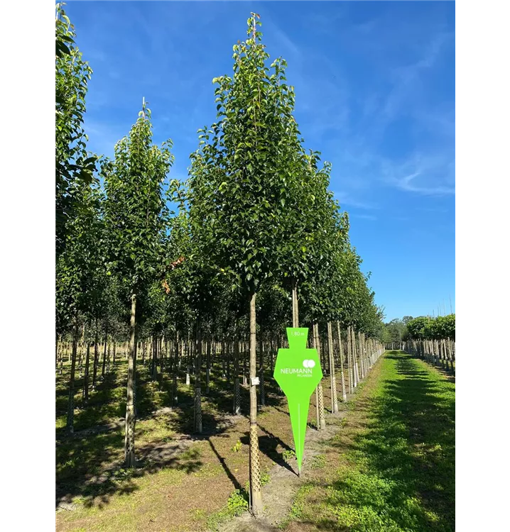 Pyrus Calleryana Chanticleer Collection Stadtbirne Chanticleer