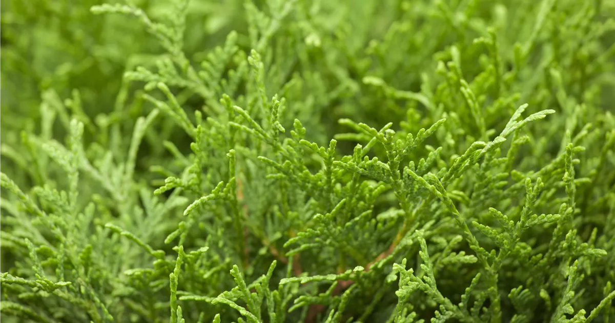 Thuja Occidentalis Tiny Tim Thuja Lebensbaum Zwergform