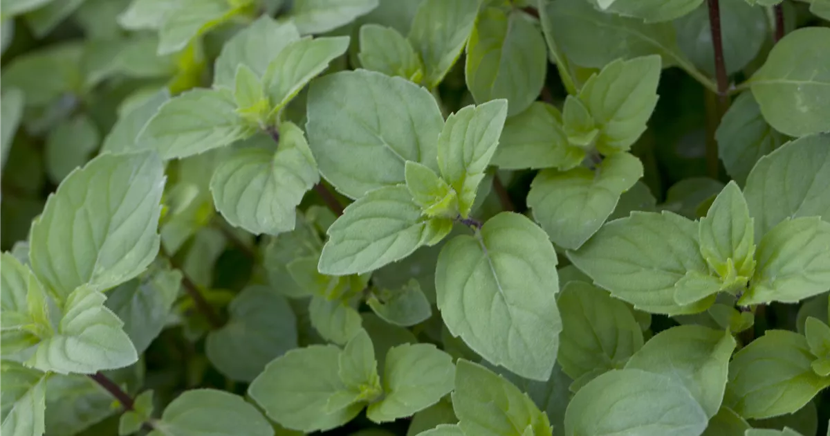 Mentha Piperita Var Citrata Lemon Zitronrnminze