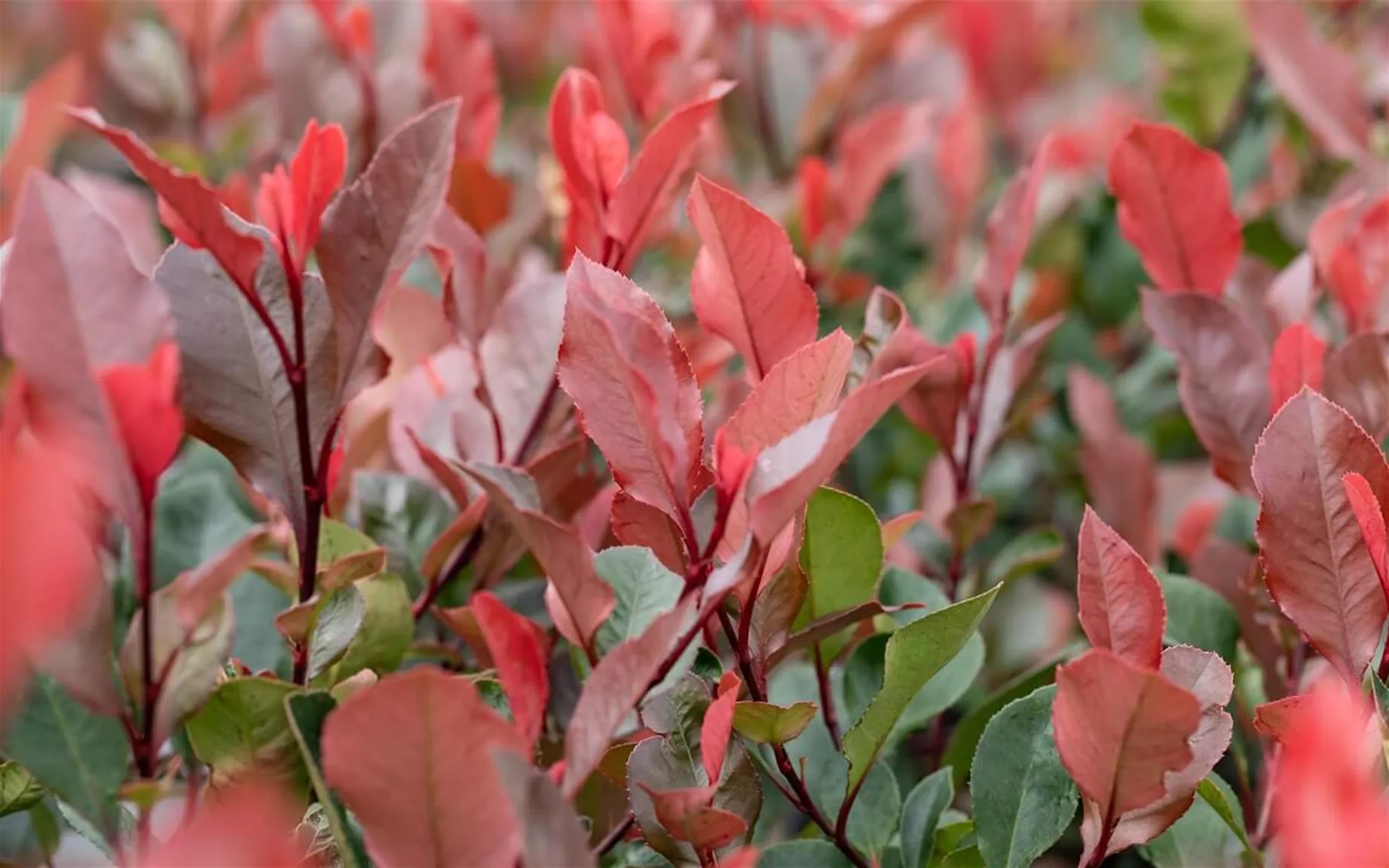 Glanzmispel als blühende und schnellwachsende Hecke Glanzmispel als blühende und schnellwachsende Hecke
