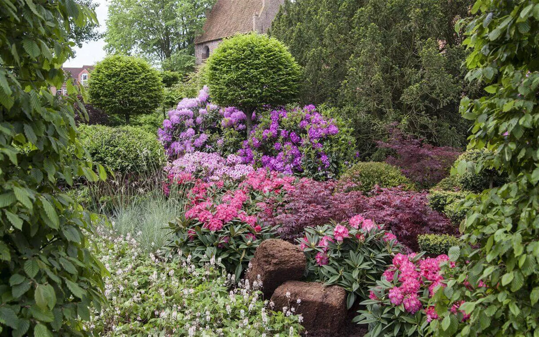 Rhododendron in bunter Hecke Rhododendron in bunter Hecke