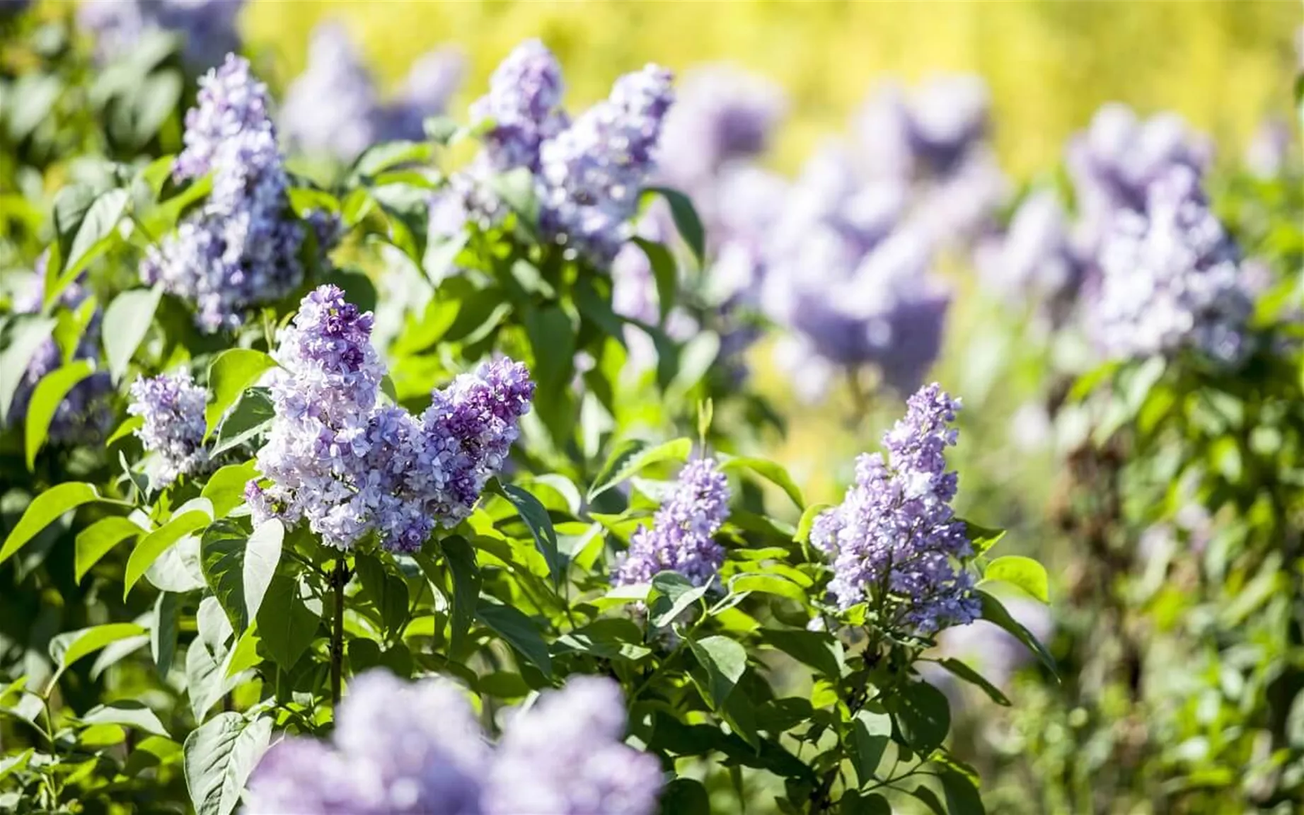 Garten-Flieder als Blühhecke Garten-Flieder als Blühhecke