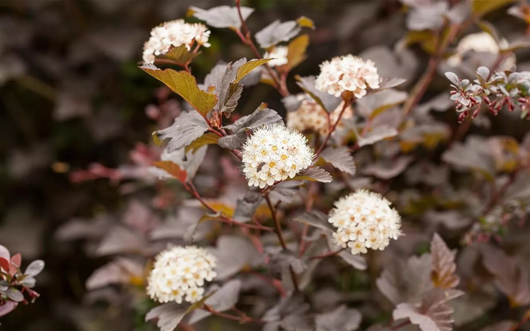 Blasenspiere als blühende und schnellwachsende Hecke Blasenspiere als blühende und schnellwachsende Hecke