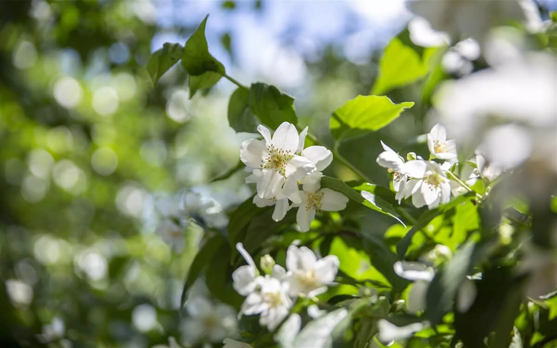 Blühende Pfeifenstrauch-Hecke Blühende Pfeifenstrauch-Hecke