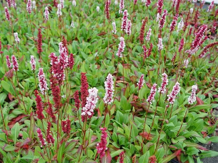 Persicaria affinis store