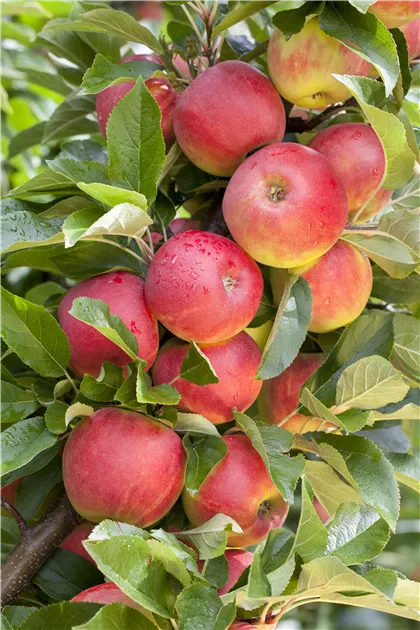 Apfelbaum Malus Standard Bramleys günstig kaufen 