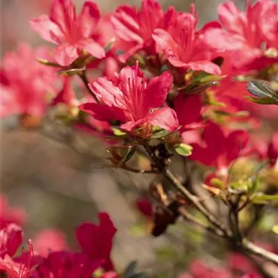 im Container 30 - 35 - Rhododendron, Azalee - Rhododendron (Japanische Azalee) 'Hino-crimson'