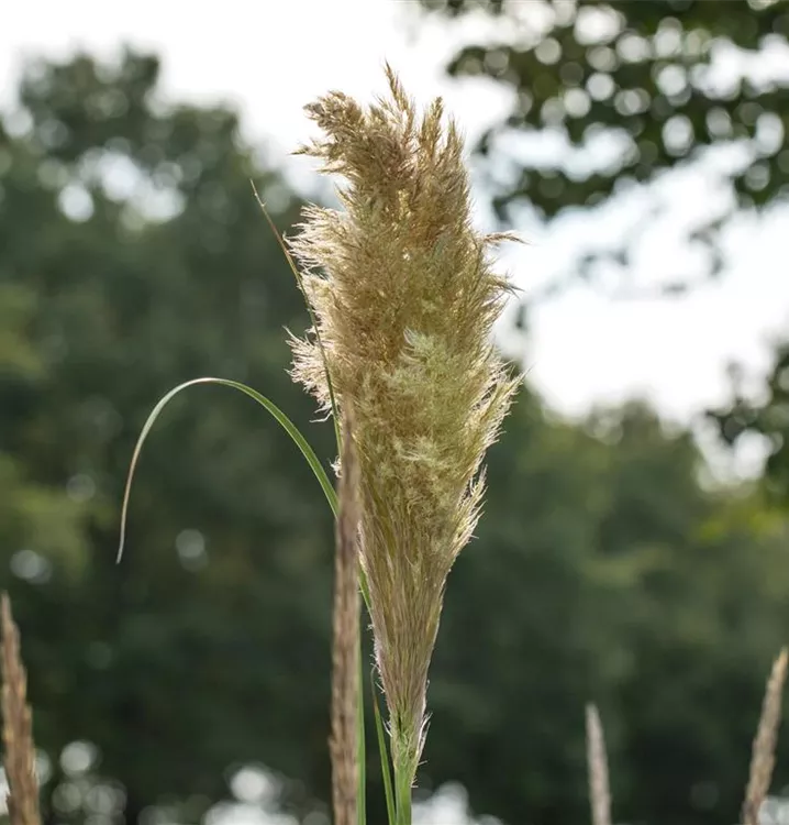 Erba della Pampas Pumila - Cortaderia Selloana