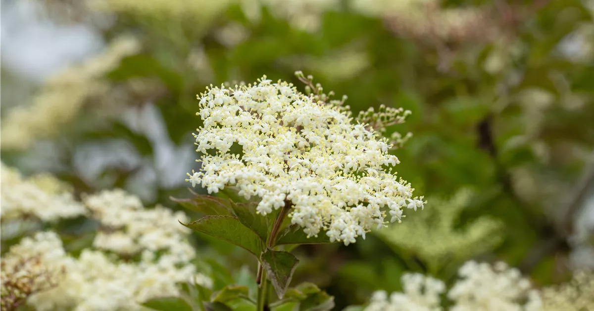 Sambucus Nigra 'Haschberg', Schwarzer Holunder