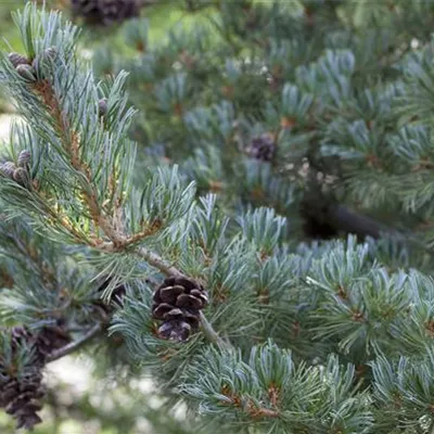 Sol 4xv mDb 80- 100 - Blaue Mädchenkiefer - Pinus parviflora 'Glauca' - Collection