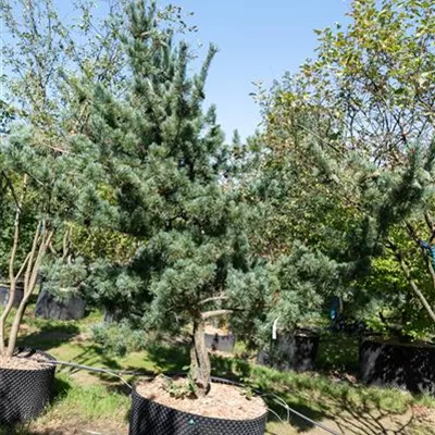MB Nr 79 225-250 313.229 WA 1490 - Blaue Mädchenkiefer - Pinus parviflora 'Glauca' - Collection