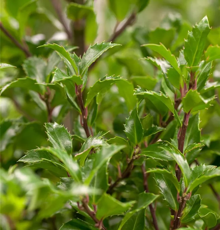 Ilex Meserveae 'Heckenfee' -R- - Collection, Stechpalme 'Heckenfee' -R ...