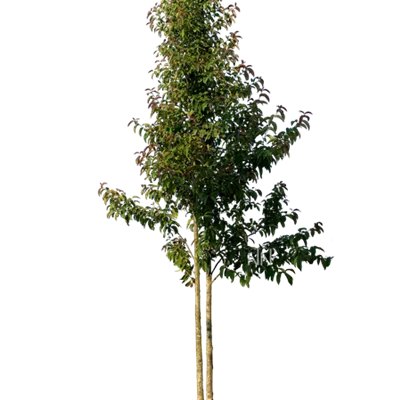 Sol Baum mehrst 5xv mDb 150-200 x 600- 700 - Chinesischer Tupelobaum - Nyssa sinensis - Collection