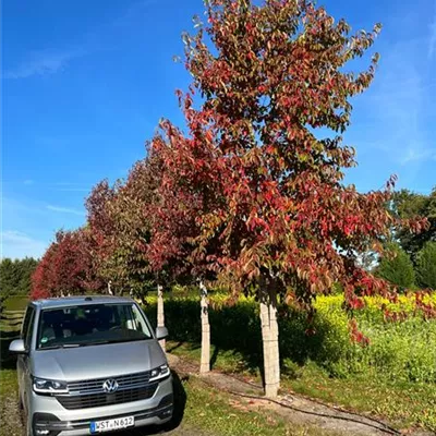 Sol Baum mehrst 6xv mDb 200-300 x 700- 800 - Chinesischer Tupelobaum - Nyssa sinensis - Collection