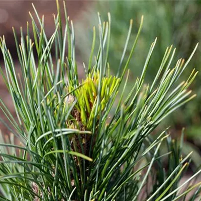 Sol 5xv mDb 125- 150 - Zirbelkiefer - Pinus cembra - Collection