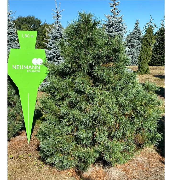 Zirbelkiefer - Pinus cembra - Collection