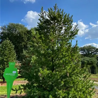 Sol 7xv mDb 450- 500 - Zirbelkiefer - Pinus cembra - Collection