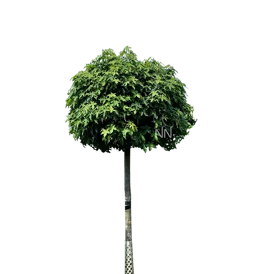 Sol Baum 5xv mDb Krbr. 150-200 25- 30 - Amberbaum 'Gumball' - Liquidambar styraciflua 'Gumball' - Collection