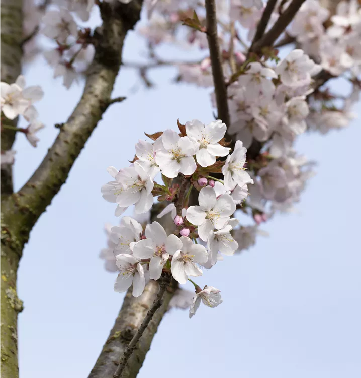Schlanke Blütenkirsche - Prunus hillieri 'Spire' - Collection