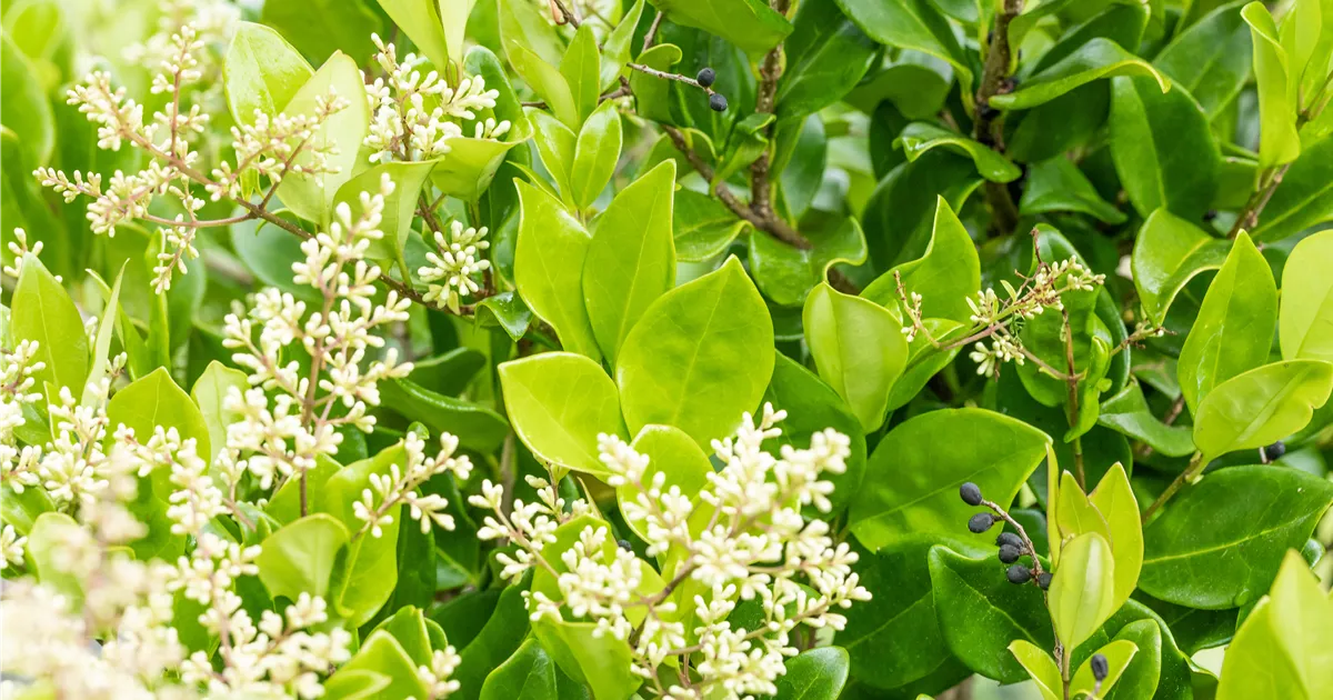 Ligustrum Japonicum Texanum Collection Japanischer Liguster Texanum