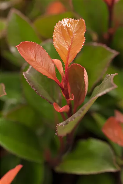 Die Stadtgärtner Fraise des Bois Tubby Red, 1 sachet - Bloomling