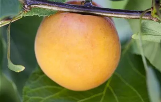 Prunus (Aprikose) \'Goldrich\' AG - Baumschulen Bauer