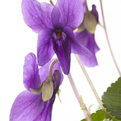 Topfgrösse 0.5 Liter - wohlriechendes Veilchen - Viola odorata 'Königin Charlotte'