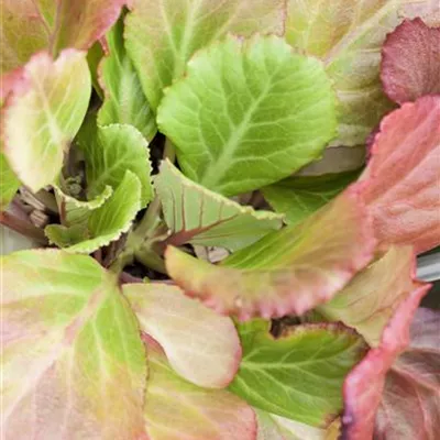 Topfgrösse 1 Liter - Bergenie - Bergenia 'Abendglut'