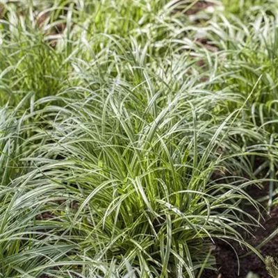 Topfgrösse 0.5 Liter - Segge - Carex morrowii