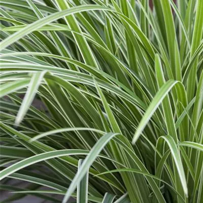 Topfgrösse 0.5 Liter - Segge - Carex morrowii 'Variegata'