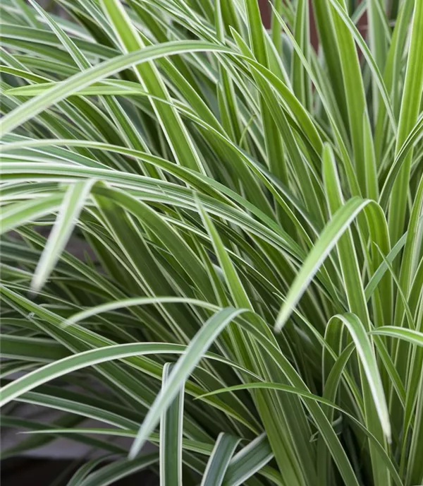 Carex morrowii 'Variegata'