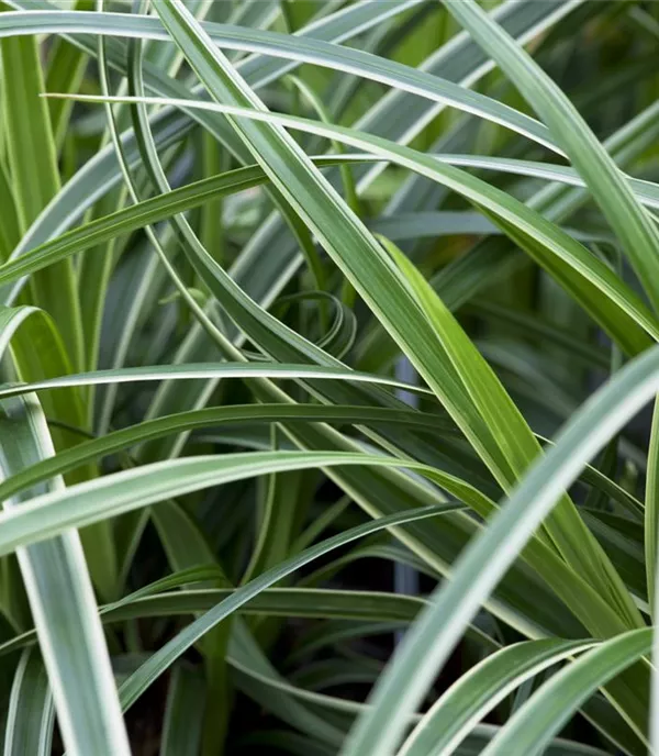 Winterharte Gräser für den Garten sind vielseitig einsetzbar