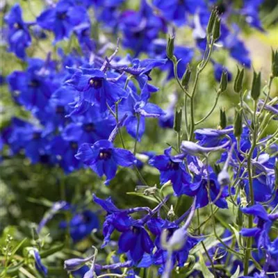 Topfgrösse 1 Liter - Rittersporn - Delphinium (Belladonna-Gruppe) 'Völkerfrieden'