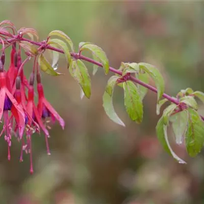 Topfgrösse 1 Liter - Fuchsie - Fuchsia 'Tom Thumb'