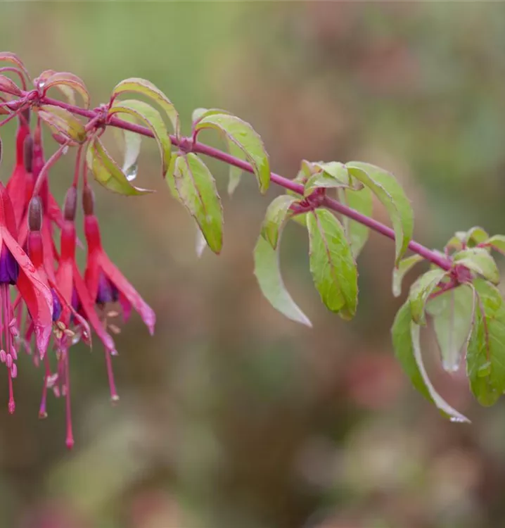 Fuchsie - Fuchsia 'Tom Thumb'