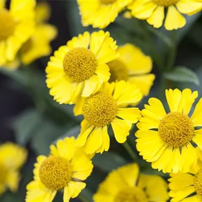 Topfgrösse 1 Liter - Sonnenbraut - Helenium 'Sombrero'