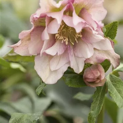 Topfgrösse 1 Liter - Christrose - Helleborus orientalis Sorten