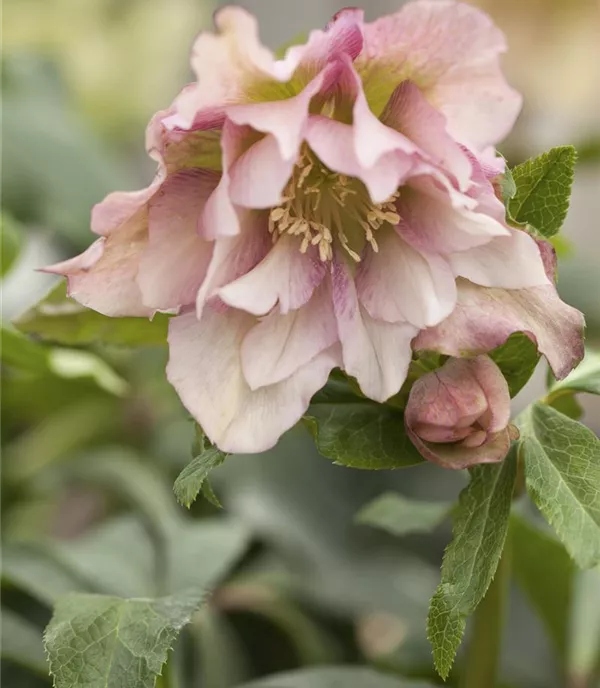 Helleborus orientalis Sorten