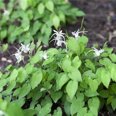 Topfgrösse 0.5 Liter - Elfenblume - Epimedium youngianum (x) 'Niveum'