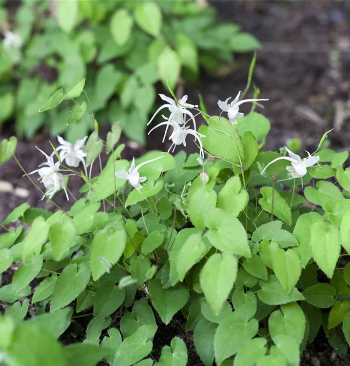 Elfenblume - Epimedium youngianum (x) 'Niveum'