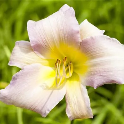 Topfgrösse 1 Liter - Taglilie - Hemerocallis 'Catherine Woodbury'