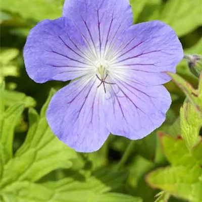 Topfgrösse 0.5 Liter - Storchschnabel - Geranium 'Johnson's Blue'