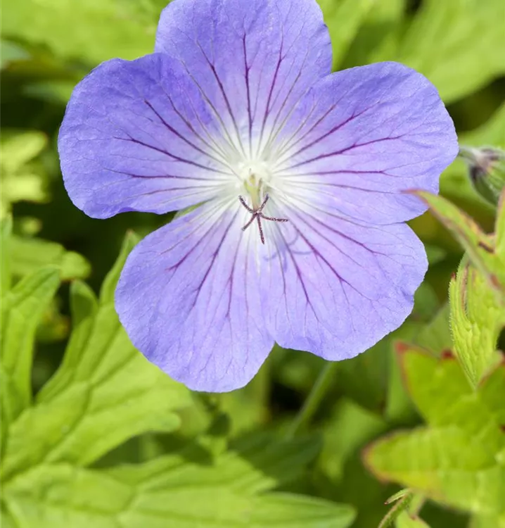 Géranium 'Johnson's Blue'